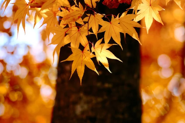 Herfstbladeren Hokkaido Japan — Stockfoto