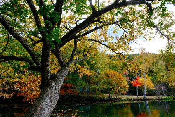 Торинума Парк Осенью Hokkadio — стоковое фото