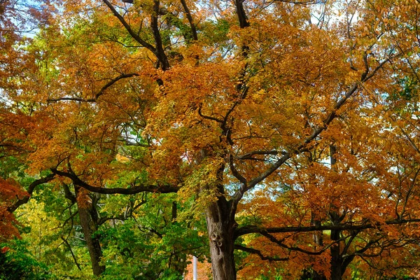 秋天的Torinuma公园Hokadio — 图库照片
