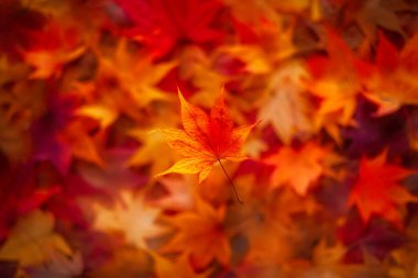 Yere düşen yapraklar.