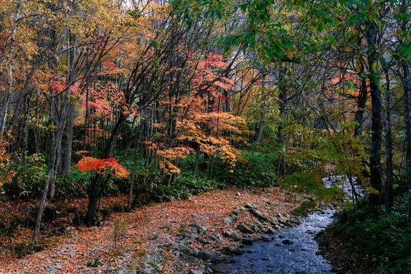 Herbstlaub Und Fluss Wald — Stockfoto