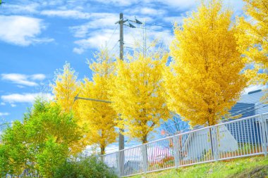 Sonbahar hokkaido 'sunda sarı ginkgo