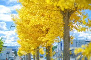 Sonbahar hokkaido 'sunda sarı ginkgo