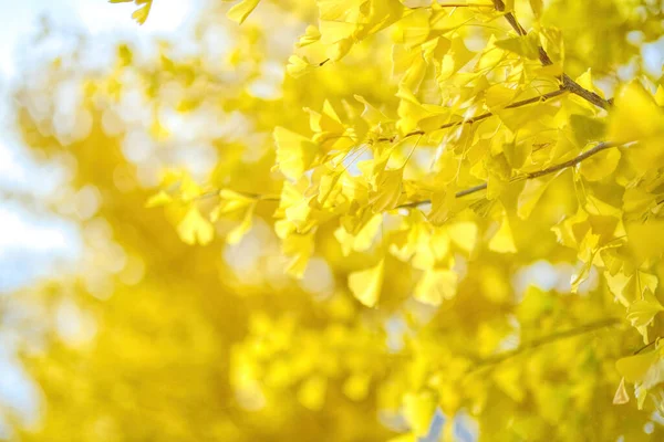 Ginkgo Amarelo Outono Hokkaido — Fotografia de Stock
