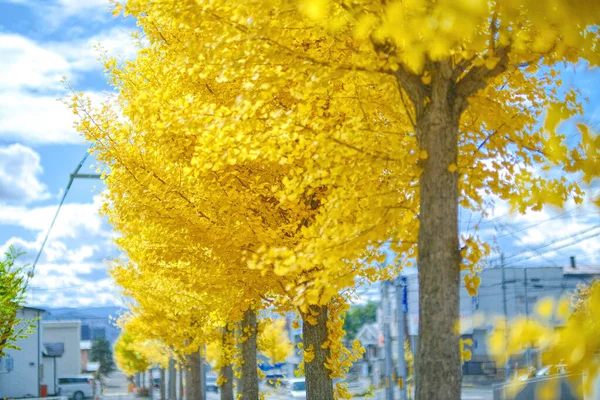 Желтый Гинкго Осенью Hokkaido — стоковое фото
