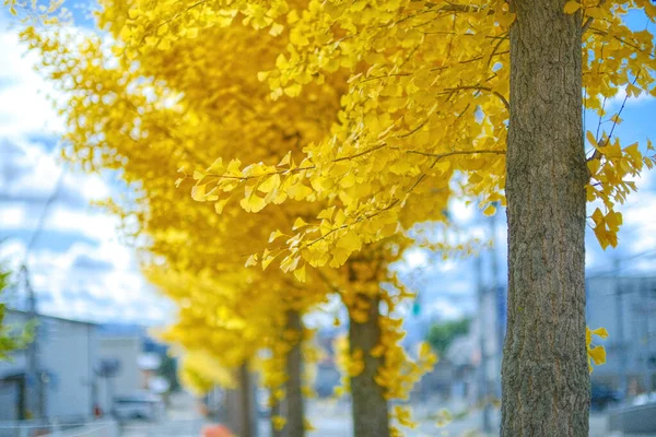 Желтый Гинкго Осенью Hokkaido — стоковое фото