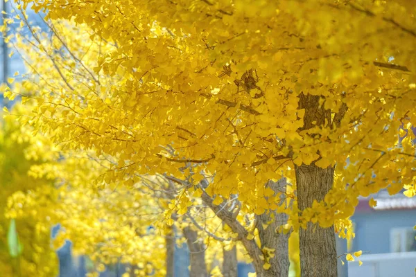 Желтый Гинкго Осенью Hokkaido — стоковое фото