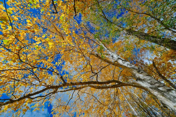 Herfst Bladeren Tutuji Park — Stockfoto