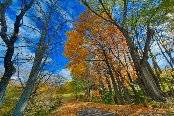 Осенние Листья Парке Тутудзи — стоковое фото