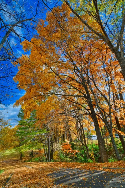 Herbstblätter Tutuji Park — Stockfoto