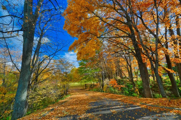 Осенние Листья Парке Тутудзи — стоковое фото