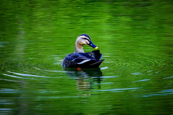 Plavání Kachna Zeleném Jezírku — Stock fotografie