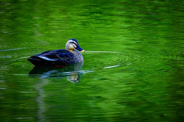 swimming duck on green pond