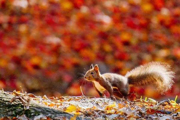 Esquilo Folhas Outono — Fotografia de Stock