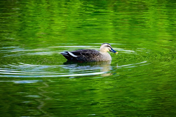 Zwemeend Groene Vijver — Stockfoto