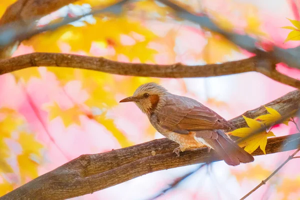 Ein Bulbul Herbstbaum — Stockfoto