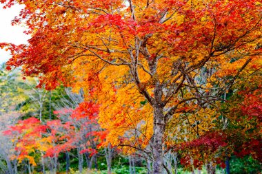 Hokkaido japan 'da sonbahar yaprakları