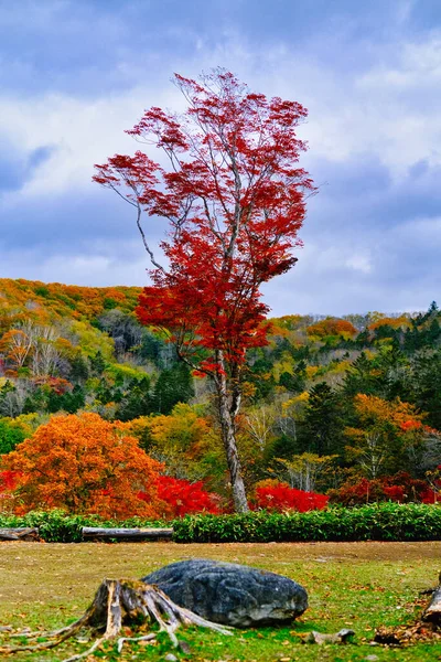 Podzimní Listy Japonsku Hokkaido — Stock fotografie
