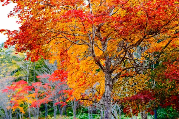 Jesienne Liście Hokkaido Japan — Zdjęcie stockowe