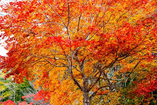 Herbst Blätter Hokkaido Japan — Stockfoto