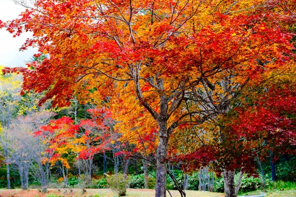 Frunze Toamnă Hokkaido Japonia — Fotografie, imagine de stoc