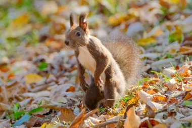 Sonbaharda bir sincap Hokkaido 'da