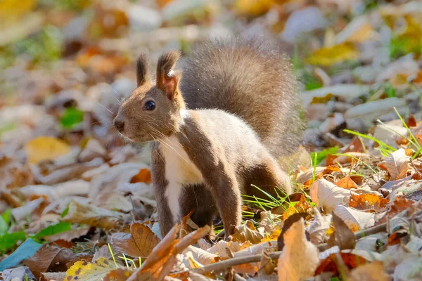 Esquilo Outono Hokkaido — Fotografia de Stock