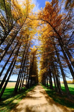 Sonbaharda çam ağaçlı sokak