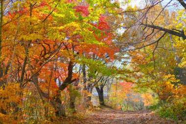 Hokkaido japan 'da sonbahar yaprakları