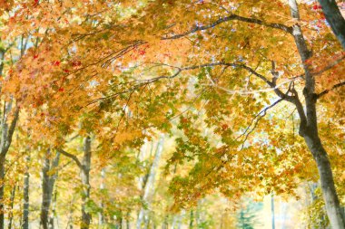 Hokkaido japan 'da sonbahar yaprakları