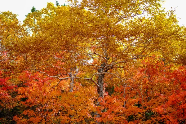 Őszi Levelek Hokkaido Japánban — Stock Fotó