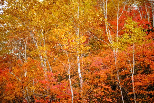 Őszi Levelek Hokkaido Japánban — Stock Fotó