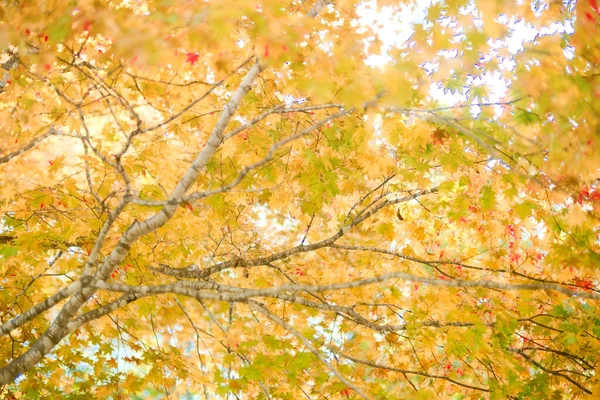 Foglie Autunnali Giappone Hokkaido — Foto Stock