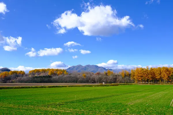 Αντιανεμικό Δάσος Φθινόπωρο Hokkaido — Φωτογραφία Αρχείου