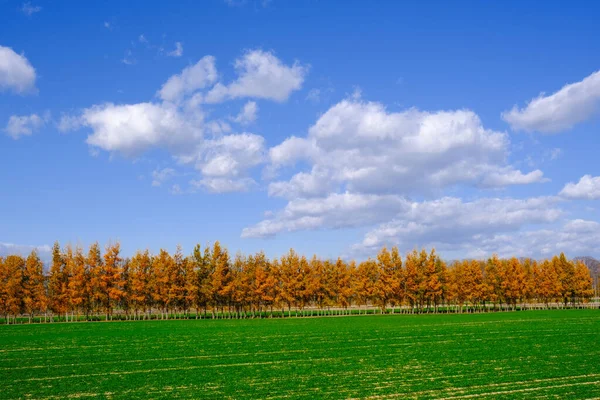 Winddichter Wald Herbst Hokkaido — Stockfoto