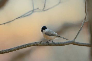willow tit in autumn forest