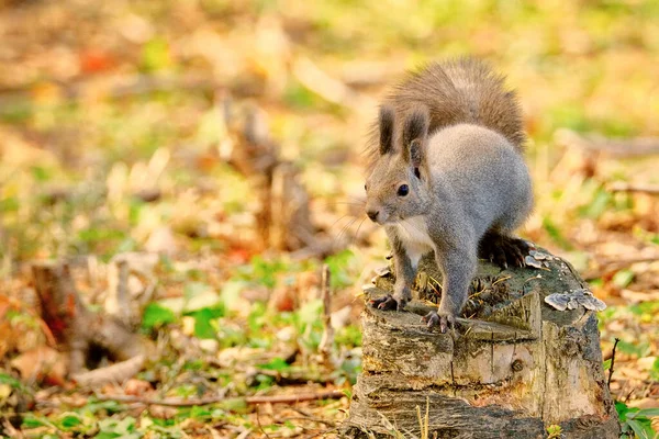 Ένας Σκίουρος Φθινόπωρο Hokkaido — Φωτογραφία Αρχείου