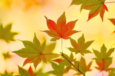 Sonbaharın başlarında sonbahar yaprakları