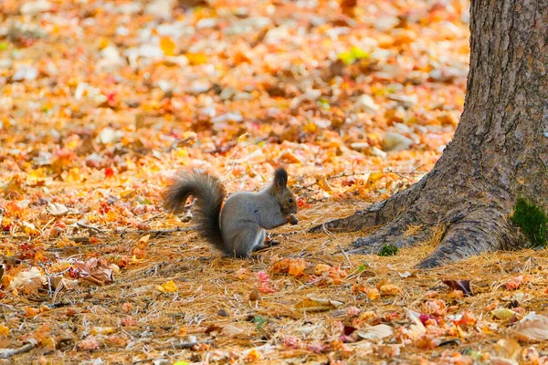 Esquilo Outono Hokkaido — Fotografia de Stock