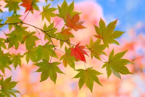 Herbstblätter Frühherbst — Stockfoto