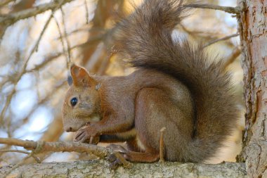 Sonbaharda ağaçtaki sincap