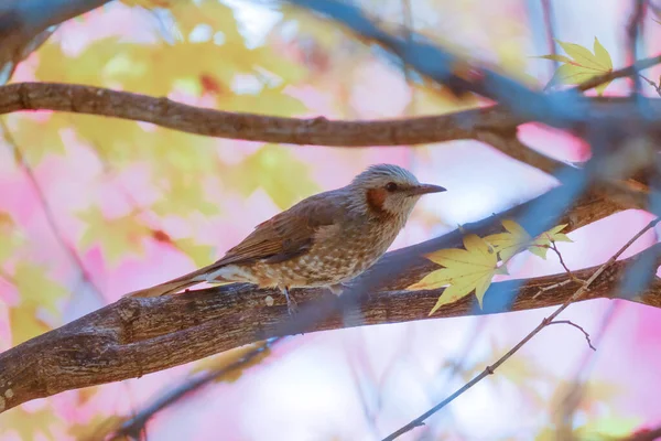 Bulbul Autumn Leaves Japan — стоковое фото