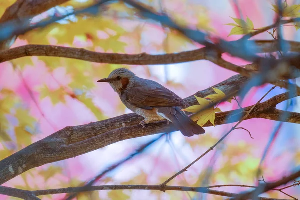 Bulbul Otoño Hojas Japón — Foto de Stock