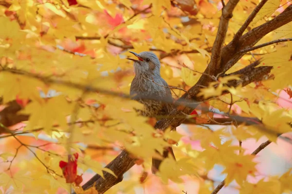 Bulbul Autumn Leaves Japan — стоковое фото