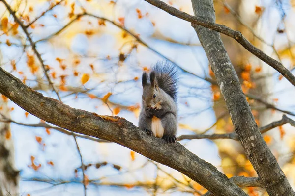 Écureuil Sur Arbre Automne — Photo