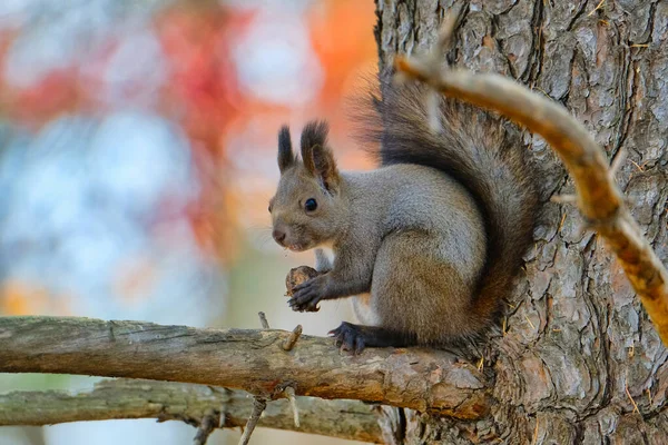 Squirrel Tree Autumn — Stock Photo, Image