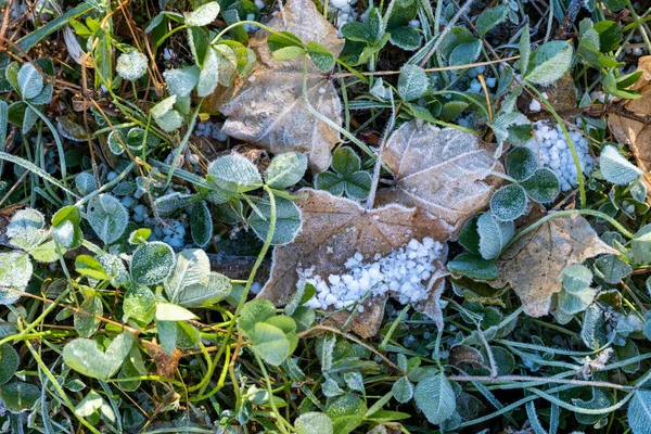 Bevroren Gras Grond Winter — Stockfoto