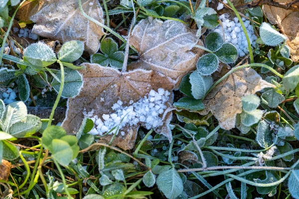 Bevroren Gras Grond Winter — Stockfoto