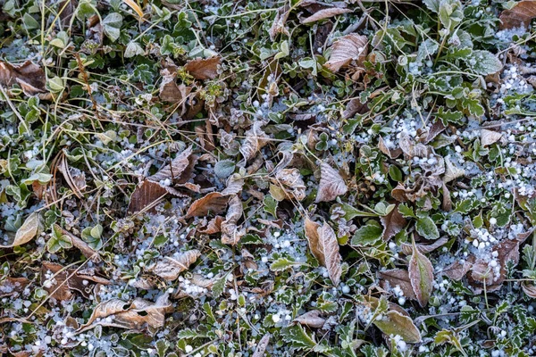 Grama Congelada Terra Inverno — Fotografia de Stock