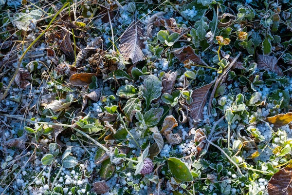 Gefrorenes Gras Und Boden Winter — Stockfoto